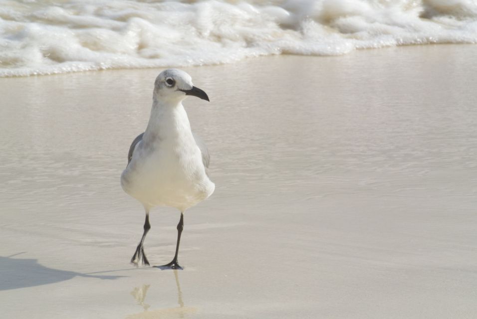 Playa Del Carmen: Private Walking Tour With a Guide - Pricing and Booking Details