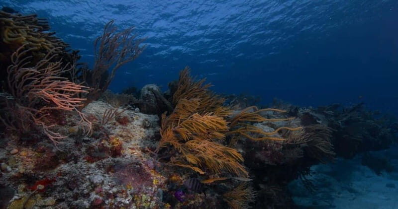 Playa del Carmen: Refresher Dive - Key Points