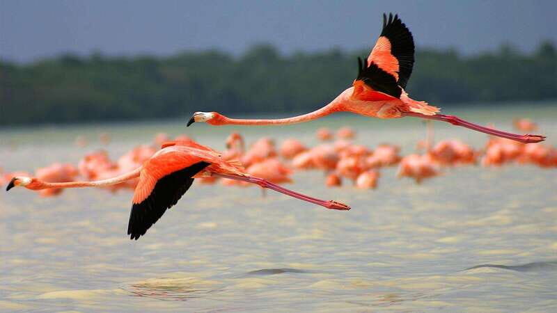 Playa del Carmen: Rio Lagartos and Las Coloradas Tour - Who Would Enjoy This Tour?