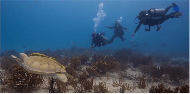 Playa del Carmen: Scuba Diver Certification Course - Introduction to the Playa del Carmen Scuba Diver Certification Course