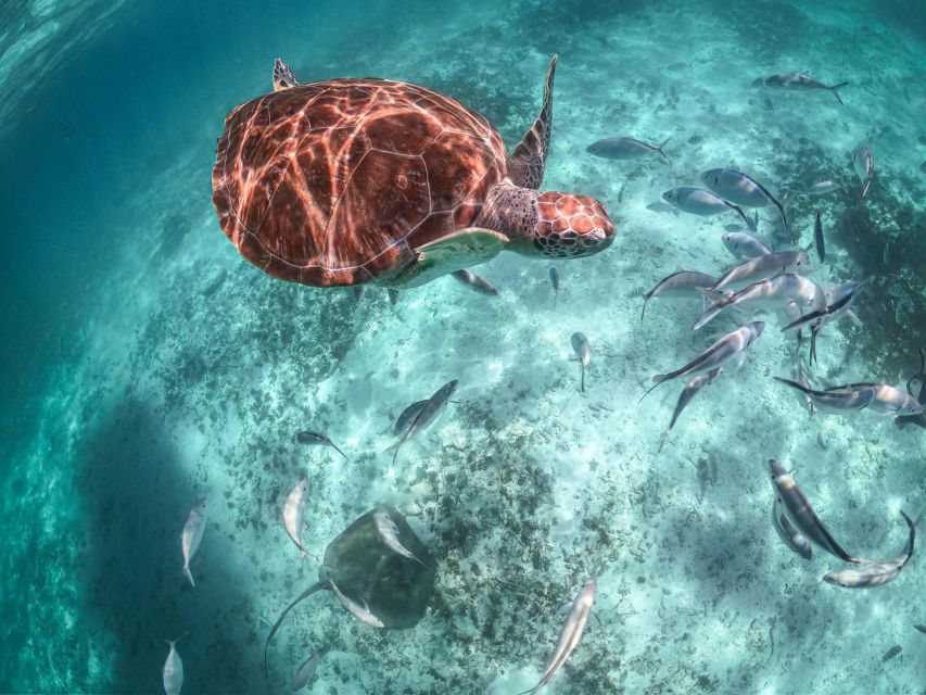 Playa Del Carmen: Swim & Snorkel W/ Turtles at Akumal Beach - Encountering Sea Turtles
