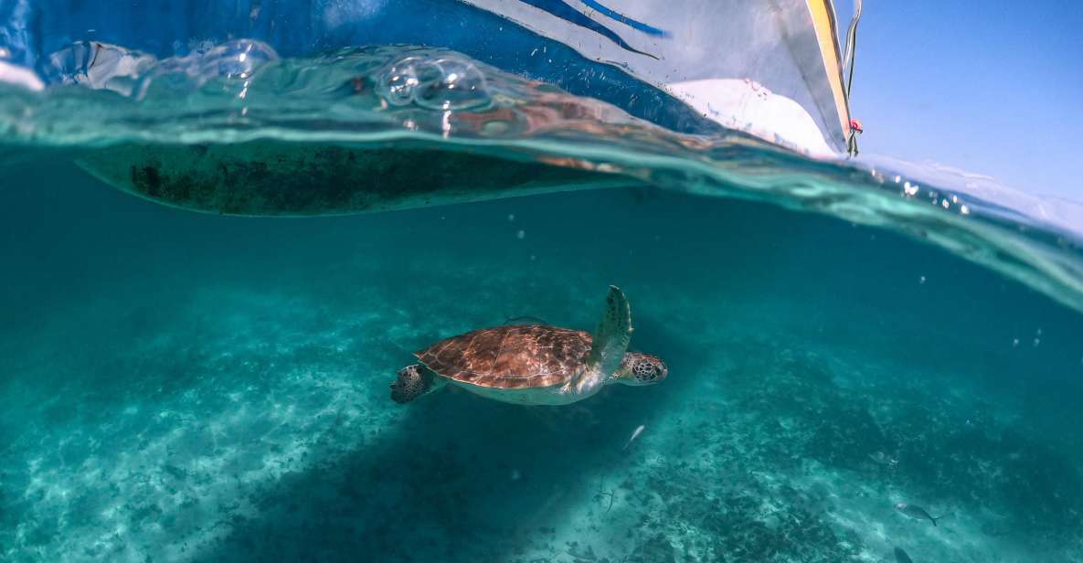 Playa Del Carmen: Swim & Snorkel W/ Turtles at Akumal Beach - Snorkeling the Aquamarine Waters