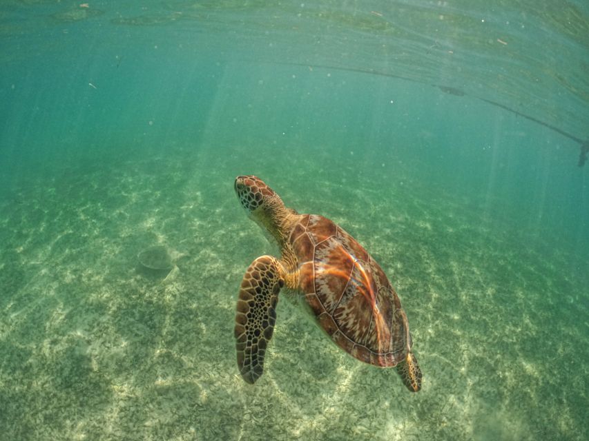 Playa Del Carmen: Swim & Snorkel W/ Turtles at Akumal Beach - Inclusions and Amenities