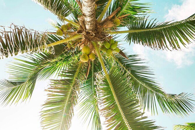 Playa del Carmen to Cancun - Private Transfer with Optional Sightseeing - The Sum Up