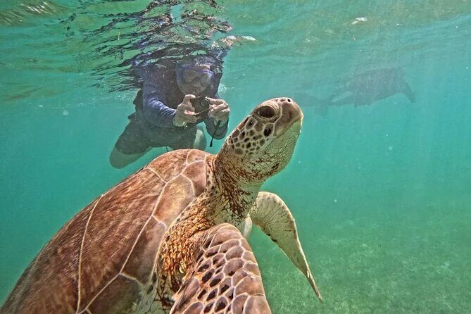 Playa del Carmen Tour Akumal Swimming With Turtles And Lagoon Yal Ku - Key Points
