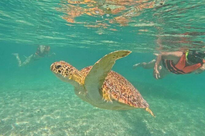 Playa del Carmen Tour Akumal Swimming With Turtles And Lagoon Yal Ku - A Detailed Look at the Experience