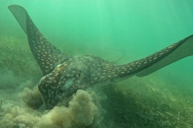 Playa del Carmen Tour Akumal Swimming With Turtles And Lagoon Yal Ku - FAQ