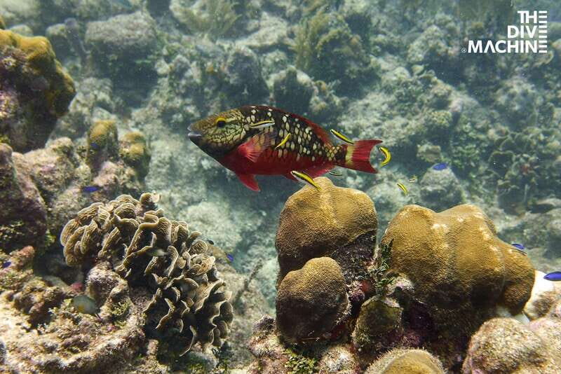 Playa del Carmen: Try Scuba Diving - No Experience Required - Who Will Love This Tour?