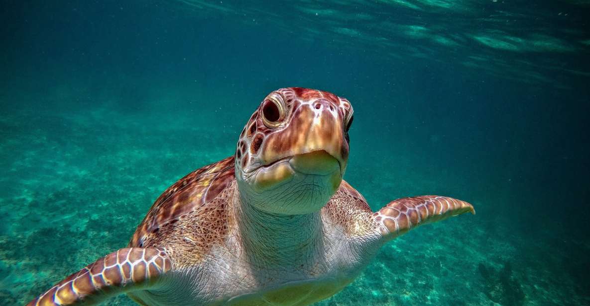 Playa Del Carmen: Tulum Ruins, Snorkeling, and Cenotes Tour - Snorkeling the Caribbean Reef