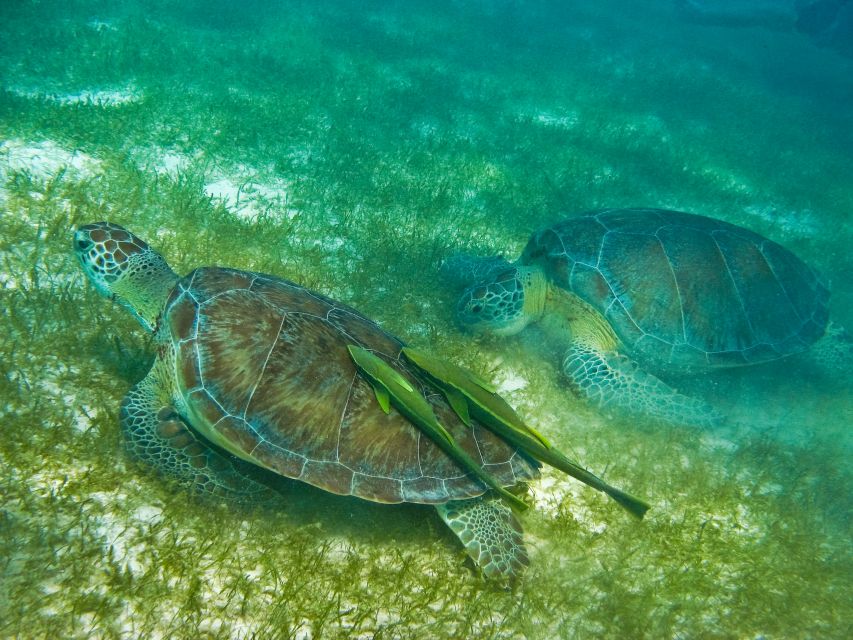 Playa Del Carmen: Tulum Ruins, Snorkeling, and Cenotes Tour - Discovering the Rainforest Cenote