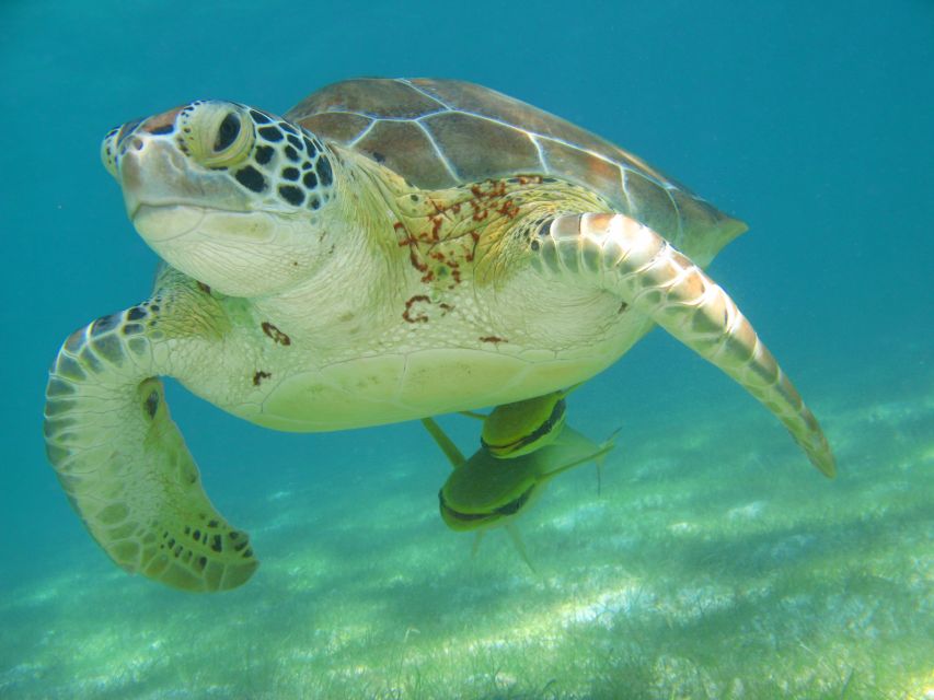 Playa Del Carmen: Tulum Ruins, Snorkeling, and Cenotes Tour - Frequently Asked Questions