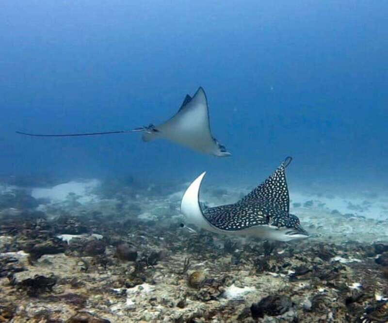 Playa del Carmen: Two Reefs Dives for Certified Divers - Why We Love This Tour