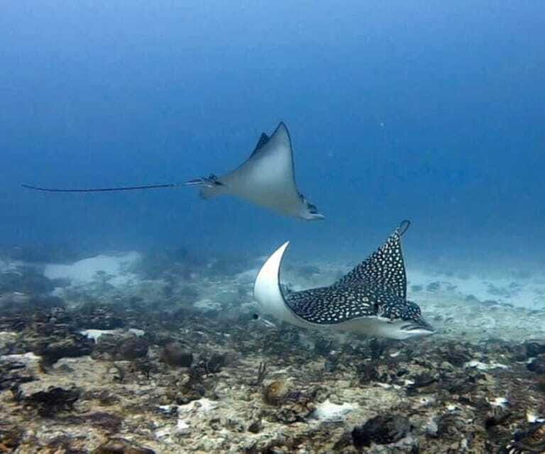 Playa del Carmen: Two Reefs Dives for Certified Divers - The Details: Breaking Down the Experience