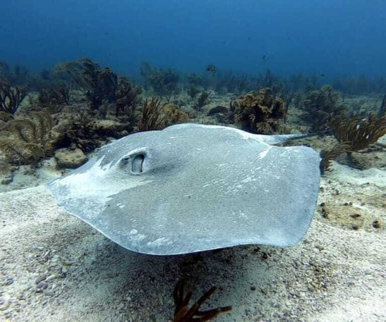 Playa del Carmen: Two Reefs Dives for Certified Divers - Who This Tour Is Best For