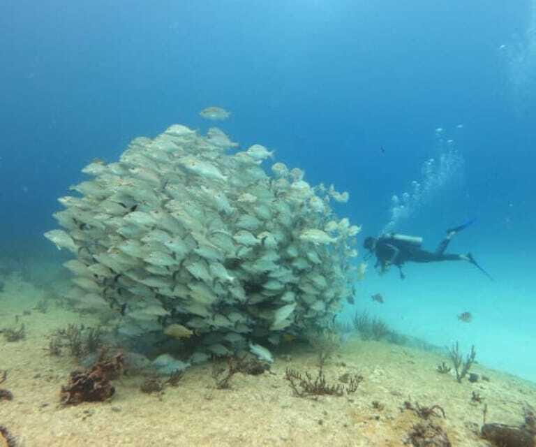 Playa del Carmen: Two Reefs Dives for Certified Divers - FAQ