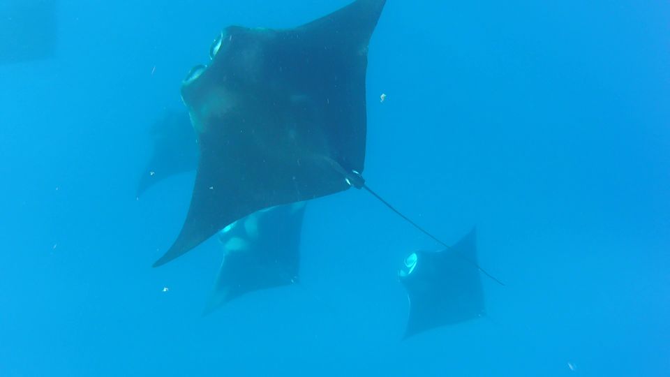 Playa Del Carmen: Whale Shark Tour - Key Points