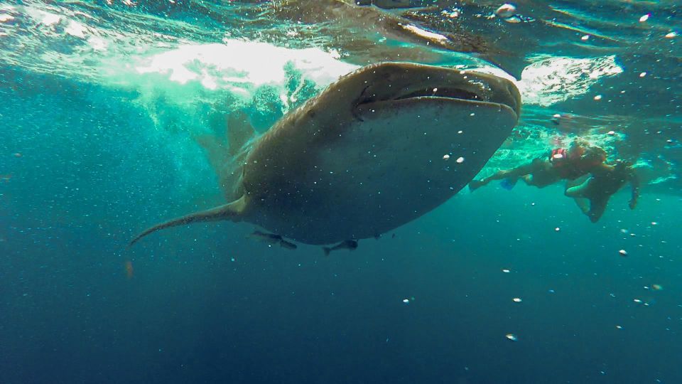 Playa Del Carmen: Whale Shark Tour - Highlights of the Tour