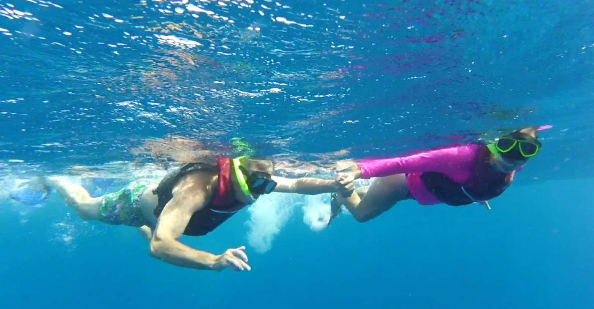 Playa Del Carmen: Whale Shark Tour - Pricing and Booking