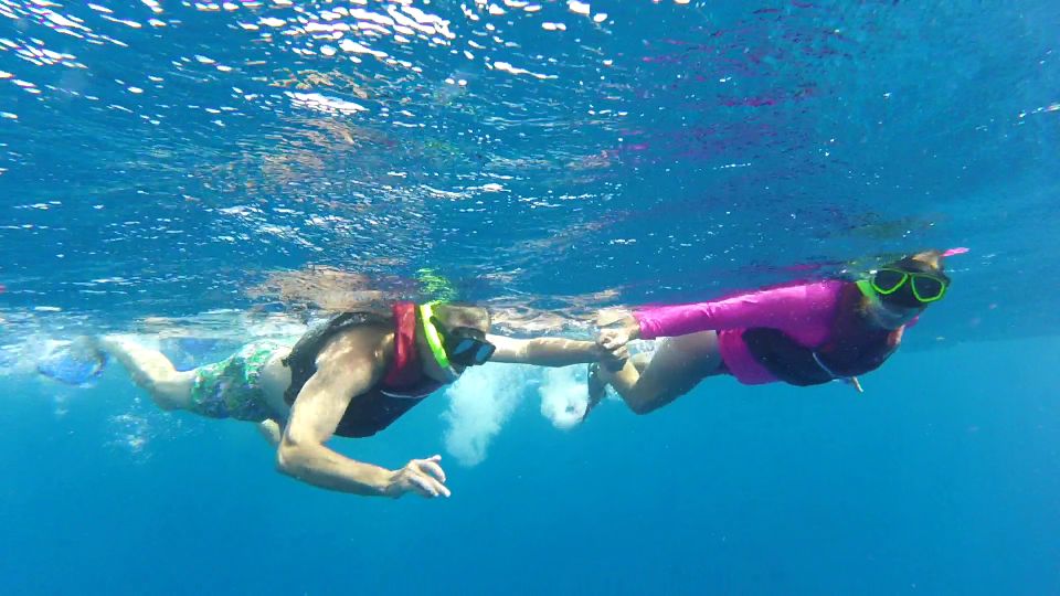 Playa Del Carmen: Whale Shark Tour - Itinerary