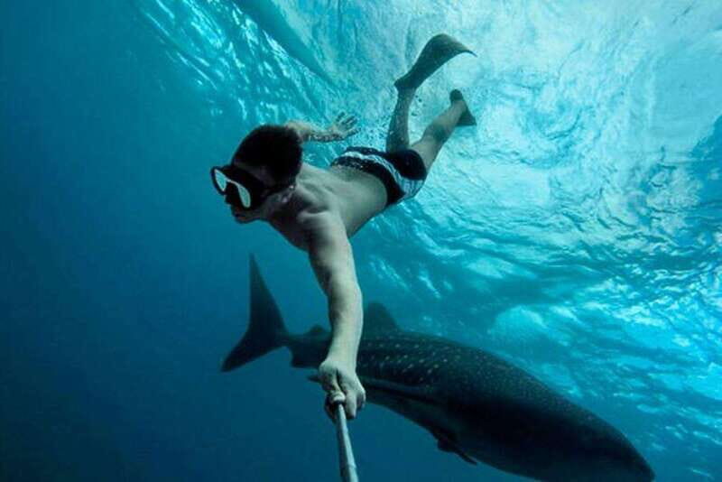 Playa del Carmen:Whale shark Experience in the Caribbean Sea - Introduction and Overview