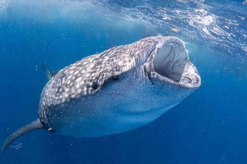 Playa del Carmen:Whale shark Experience in the Caribbean Sea - What’s Included and What’s Not