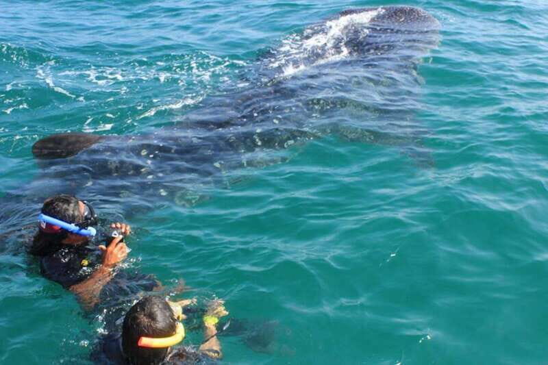 Playa del Carmen:Whale shark Experience in the Caribbean Sea - FAQ