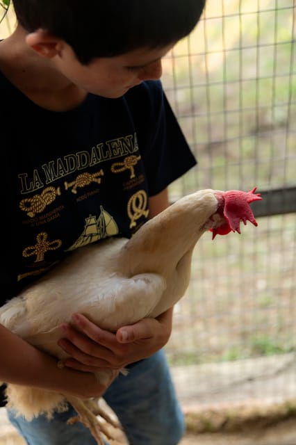 Playful Activities With Animals - Key Points