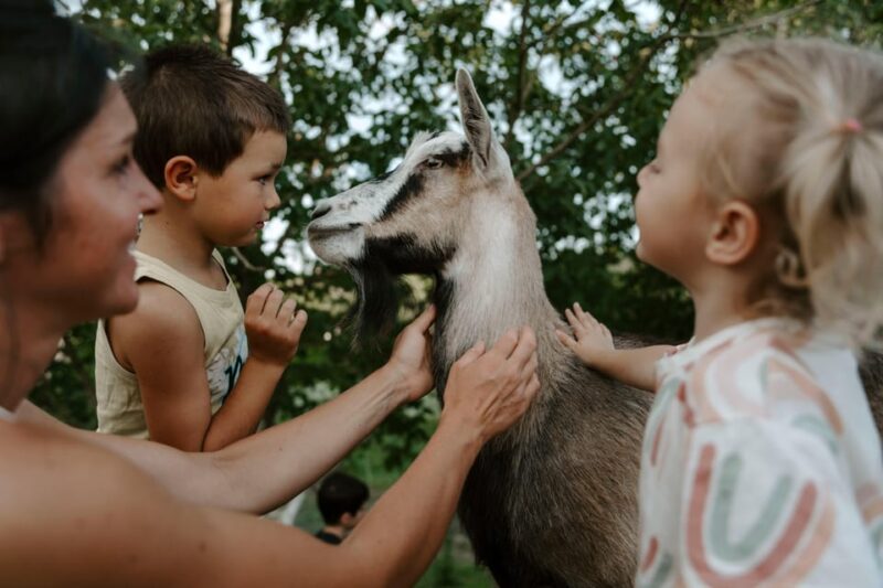 Playful Activities With Animals - Grooming and Feeding the Furry Friends