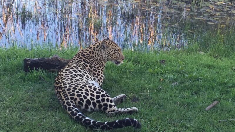 Plettenberg Bay: Cats in Conservation Full Day Tour - Good To Know