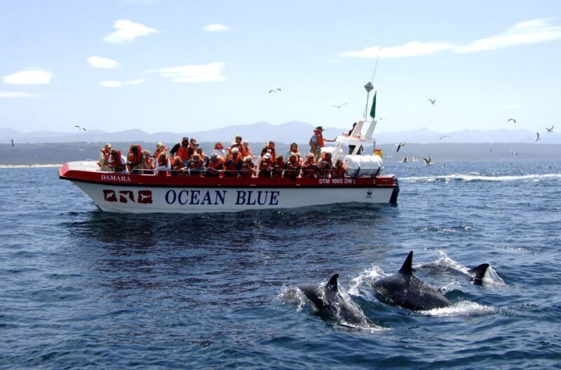 Plettenberg Bay: Dolphin and Marine Boat Tour - Key Points