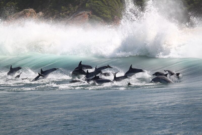Plettenberg Bay: Dolphin and Marine Boat Tour - An In-Depth Look at the Plettenberg Bay Marine Tour