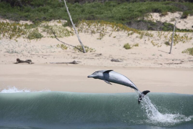 Plettenberg Bay: Dolphin and Marine Boat Tour - The Sum Up