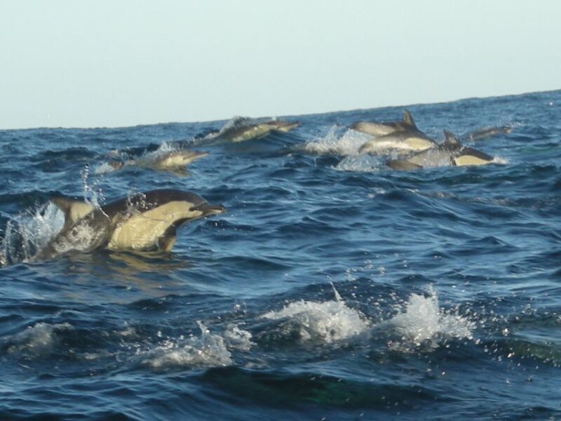 Plettenberg Bay: Dolphin and Marine Boat Tour - FAQs