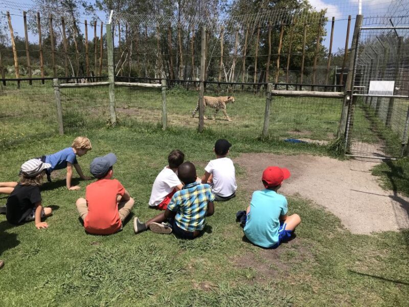 Plettenberg Bay: EcoKidz Family Challenge Wildlife Tour - Exploring the Meerkat Meander