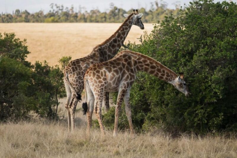Plettenberg Bay Game Reserve: 2-Hour Game Drive - Safari Experience Highlights