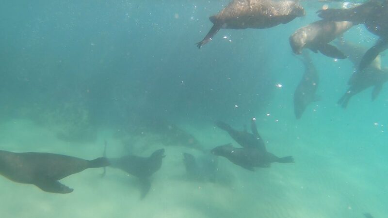 Plettenberg Bay: Seal Swimming Experience - Good To Know