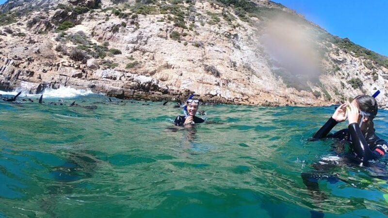 Plettenberg Bay: Seal Swimming Experience - Experience Details