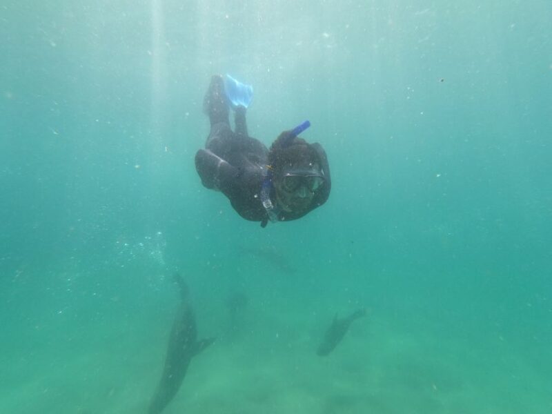 Plettenberg Bay: Seal Swimming Experience - Customer Feedback
