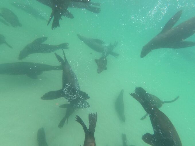 Plettenberg Bay: Seal Swimming Experience - What to Expect