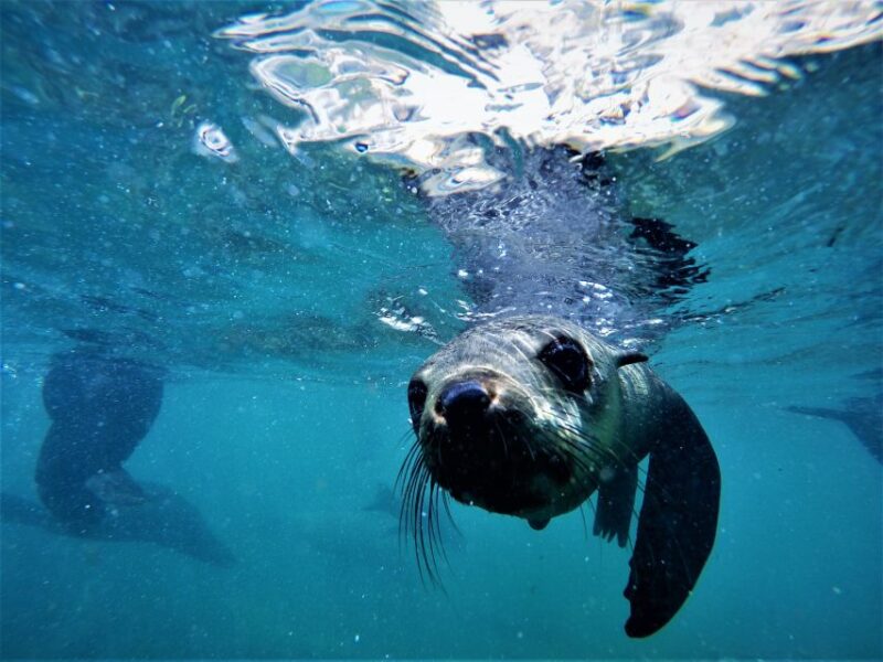 Plettenberg Bay: Swim With Seals - Booking and Reservation Details