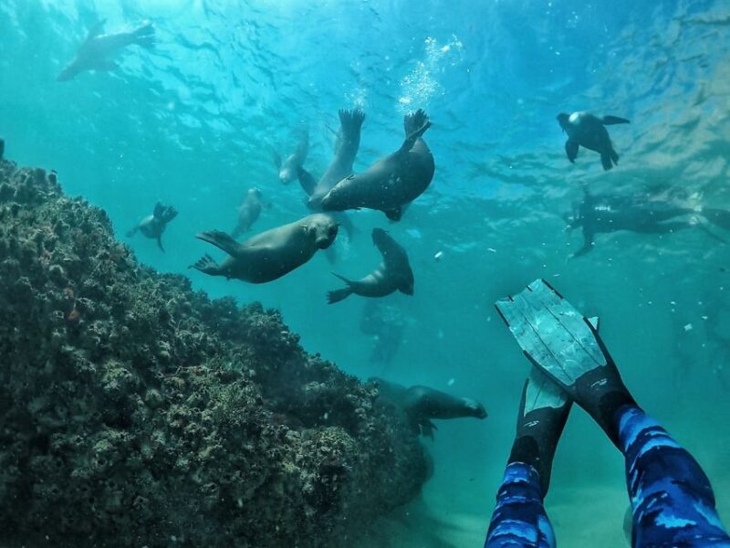 Plettenberg Bay: Swim With Seals - Accessibility and Requirements