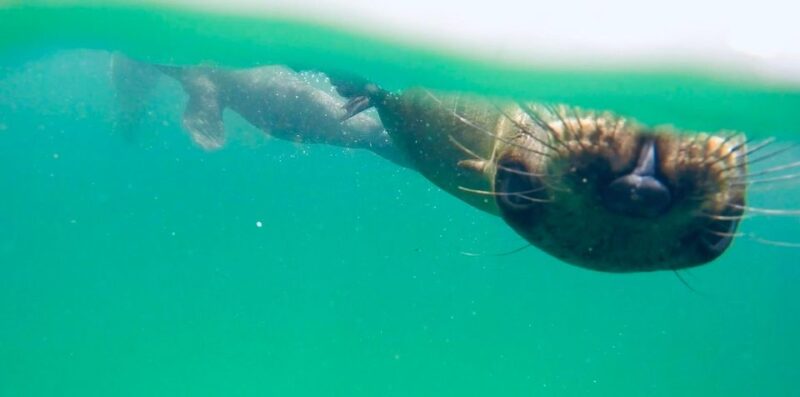 Plettenberg Bay: Swim With Seals - Guided Swimming With Seals
