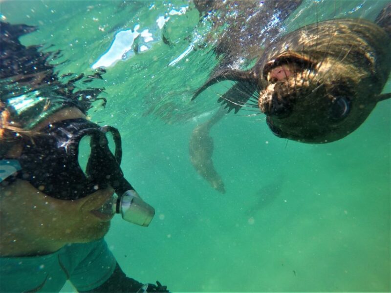 Plettenberg Bay: Swim With Seals - Boat Ride to Robberg Nature Reserve