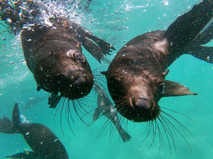 Plettenberg Bay: Swim With Seals - What to Expect and Bring