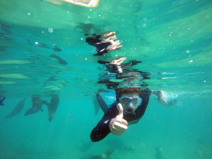 Plettenberg Bay: Swim With Seals - Frequently Asked Questions