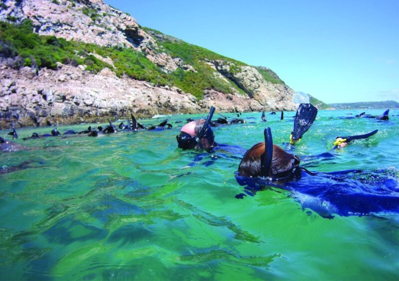 Plettenberg Bay: Swim With the Seals - Good To Know
