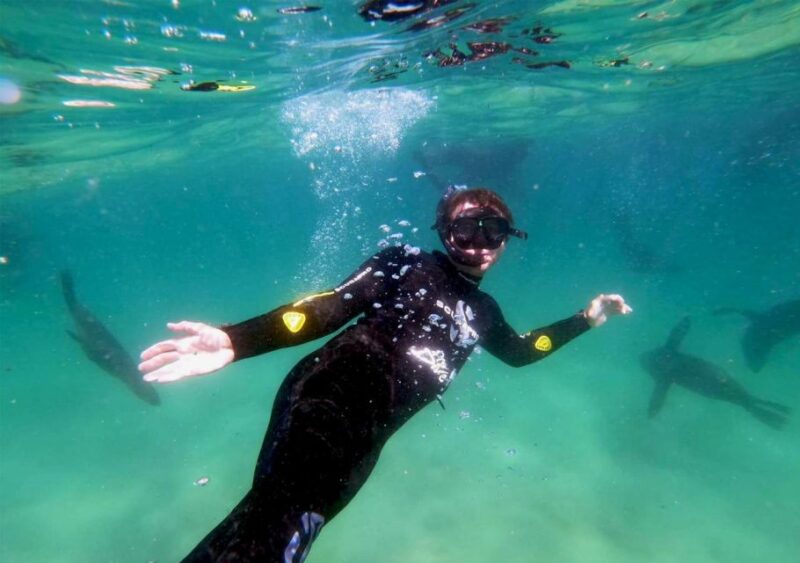 Plettenberg Bay: Swim With the Seals - Experience Details