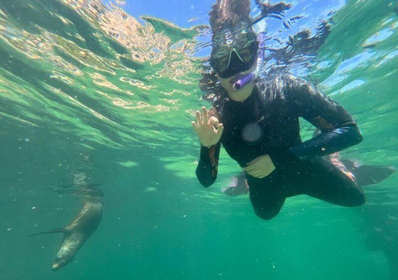 Plettenberg Bay: Swim With the Seals - Inclusions and Exclusions