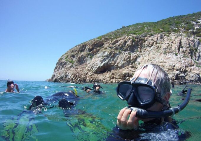 Plettenberg Bay: Swim With the Seals - Scenic Boat Cruise