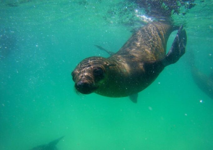 Plettenberg Bay: Swim With the Seals - Safety and Precautions